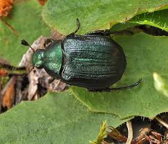 Attēlu rezultāti vaicājumam “Anomala dubia”