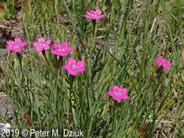 Attēlu rezultāti vaicājumam “Dianthus deltoides flower”