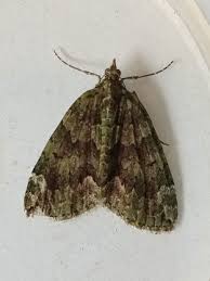 Attēlu rezultāti vaicājumam “Chloroclysta siterata”