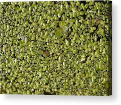 Attēlu rezultāti vaicājumam “Lemnaceae”