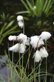 Attēlu rezultāti vaicājumam “Eriophorum angustifolium flower”