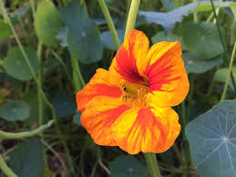 Attēlu rezultāti vaicājumam “Tropaeolum majus flower”