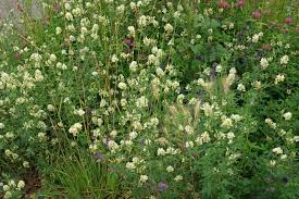 Attēlu rezultāti vaicājumam “Medicago x varia  flower”
