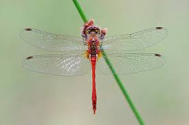 Attēlu rezultāti vaicājumam “Sympetrum sanguineum male”