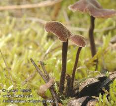 Attēlu rezultāti vaicājumam “Auriscalpium vulgare”