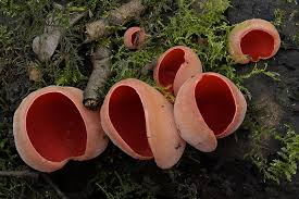 Attēlu rezultāti vaicājumam “Sarcoscypha austriaca”