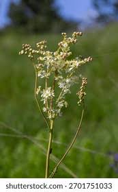 Attēlu rezultāti vaicājumam “Filipendula vulgaris bud”