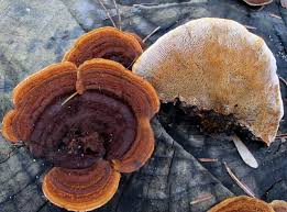 Attēlu rezultāti vaicājumam “Gloeophyllum sepiarium”