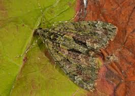 Attēlu rezultāti vaicājumam “Chloroclysta siterata”