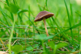 Attēlu rezultāti vaicājumam “Mycena filopes”