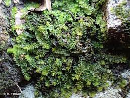 Attēlu rezultāti vaicājumam “Trilophozia quinquedentata”