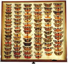 Attēlu rezultāti vaicājumam “Arctia caja”