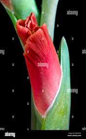 Attēlu rezultāti vaicājumam “Gladiolus imbricatus bud”