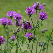 Attēlu rezultāti vaicājumam “Centaurea scabiosa bud”