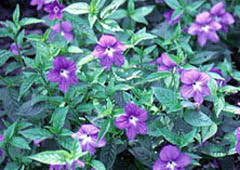 Image result for Browallia speciosa