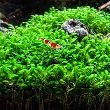 Attēlu rezultāti vaicājumam “Elatine hydropiper”