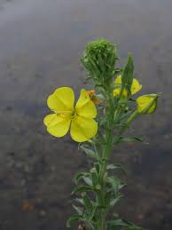 Image result for Oenothera biennis