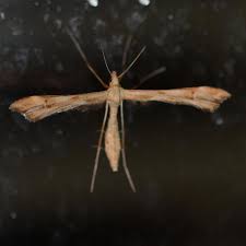 Attēlu rezultāti vaicājumam “Gillmeria pallidactyla”