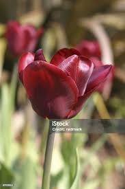 Attēlu rezultāti vaicājumam “Tulipa gesneriana”