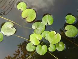 Attēlu rezultāti vaicājumam “Hydrocharis morsus-ranae leaf”