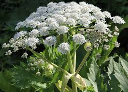 Attēlu rezultāti vaicājumam “Heracleum sosnowskyi leaf”