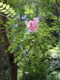 Attēlu rezultāti vaicājumam “Robinia neomexicana”