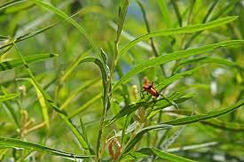 Attēlu rezultāti vaicājumam “Salix Vetrix”