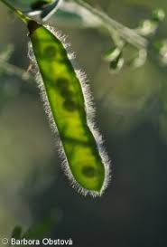 Attēlu rezultāti vaicājumam “Cytisus scoparius fruit”