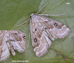 Attēlu rezultāti vaicājumam “Parapoynx stratiotata male”