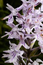 Attēlu rezultāti vaicājumam “Dactylorhiza russowii”