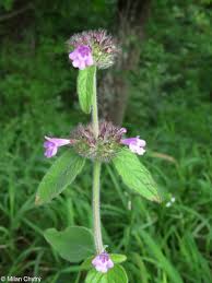 Attēlu rezultāti vaicājumam “Clinopodium vulgare leaf”