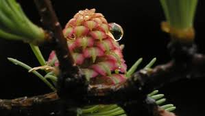 Attēlu rezultāti vaicājumam “Larix kaempferi female flower”