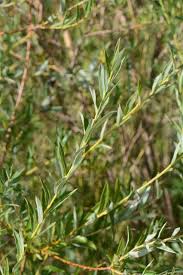 Attēlu rezultāti vaicājumam “Salix repens subsp. rosmarinifolia”