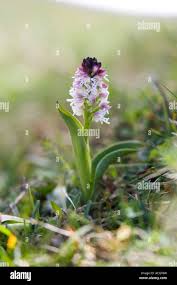 Attēlu rezultāti vaicājumam “Orchis ustulata flower”