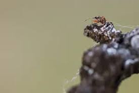 Attēlu rezultāti vaicājumam “Kleidocerys resedae imago”