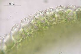 Attēlu rezultāti vaicājumam “Scapania”