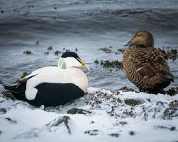 Attēlu rezultāti vaicājumam “Somateria mollissima male”