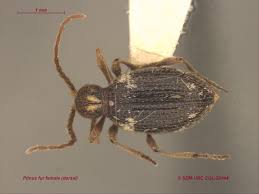 Attēlu rezultāti vaicājumam “Ptinus sp. female”