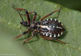 Attēlu rezultāti vaicājumam “Rhynocoris annulatus nymph”