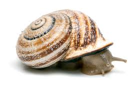 Attēlu rezultāti vaicājumam “Helicidae”