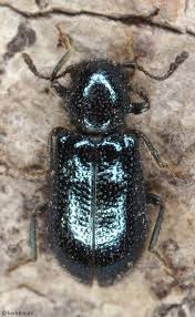 Attēlu rezultāti vaicājumam “Korynetes caeruleus”