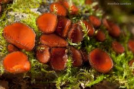 Attēlu rezultāti vaicājumam “Scutellinia scutellata”