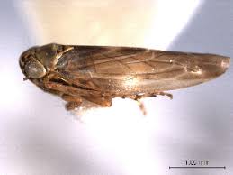 Attēlu rezultāti vaicājumam “Macrosteles sp.”