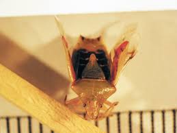 Attēlu rezultāti vaicājumam “Acanthosoma haemorrhoidale”