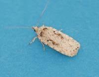 Attēlu rezultāti vaicājumam “Agonopterix ocellana”