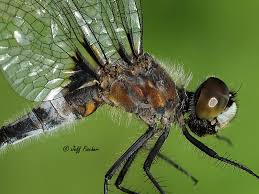 Attēlu rezultāti vaicājumam “Leucorrhinia albifrons female”