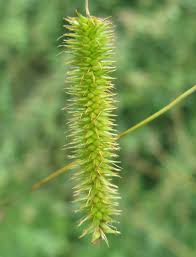 Attēlu rezultāti vaicājumam “Carex pseudocyperus male flower”