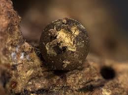 Attēlu rezultāti vaicājumam “Lycogala botrydium macro”