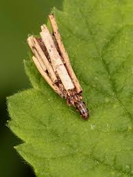 Attēlu rezultāti vaicājumam “Psyche casta”