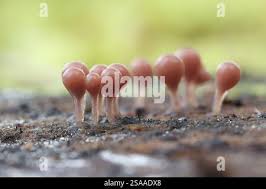 Attēlu rezultāti vaicājumam “Hemitrichia calyculata spores”